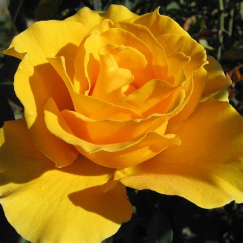 midas touch roses|Midas Touch Hybrid Tea Rose .